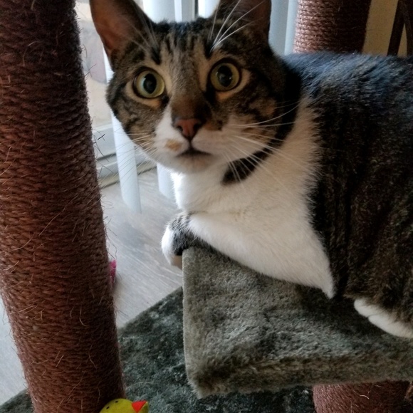 Meet your Posher, Lori - Picture 1 of 1